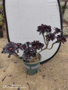 多肉法师  厚圆叶法师 独眼法师  墨法  拉丝锦  V锦  一物一拍