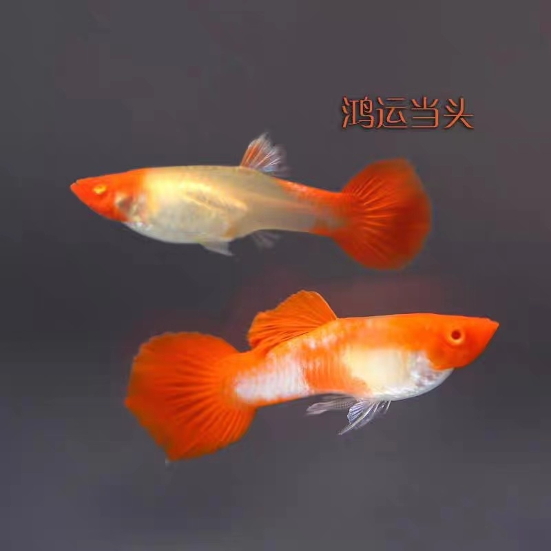 冰蓝大耳孔雀鱼小型热带灯科鱼观赏鱼凤尾鱼淡水好养活胎生易繁殖