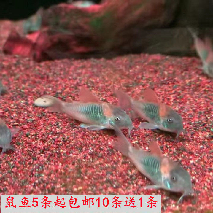 黑金红头鼠金线金鼠委内瑞拉青鼠三间鼠金翅珍珠鼠鼠鱼清洁观赏鱼