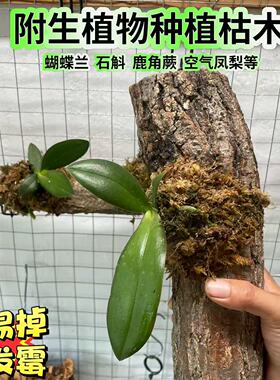 天然枯木树枝蝴蝶兰石斛豆兰装饰