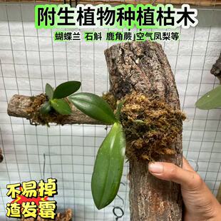 天然枯木蝴蝶兰石斛豆兰附生植物种植木橡木香槟树枝装饰真木头