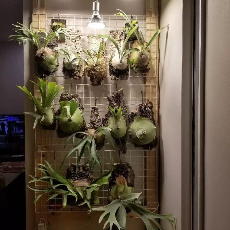 香槟树皮蝴蝶兰鹿角蕨种植板