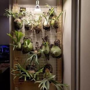 植物种植板蝴蝶兰鹿角蕨石斛种植固定板香槟真树皮园艺软木树皮板