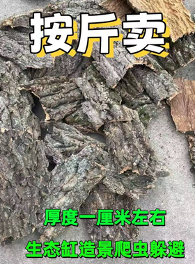 香槟树皮不规则碎料天然软木树皮垫材爬虫躲避生态雨林爬宠缸造景