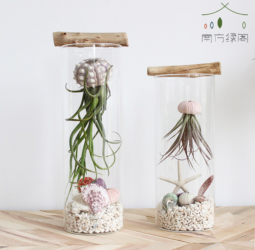 diy美杜莎海胆壳包邮空气凤梨