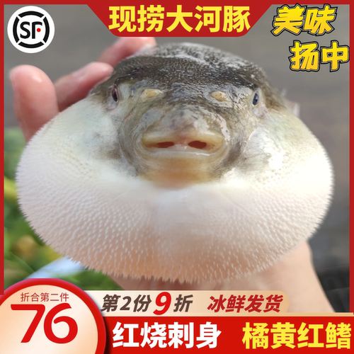 河豚巴鱼即食用已处理现杀火锅扬中礼盒橘黄节日聚餐活体清明前 - 封面
