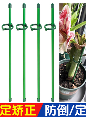 植物支撑杆兰花护叶枝龟背竹海芋专用园艺扶持架花卉防倒伏固定器