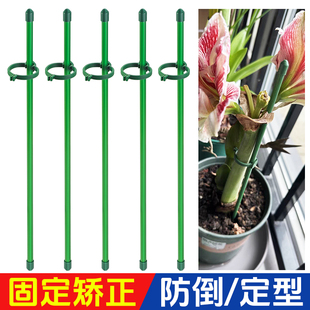 植物支撑杆兰花护叶枝龟背竹海芋专用园艺扶持架花卉防倒伏固定器