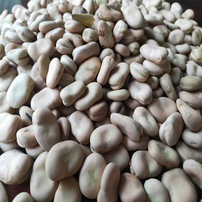 白皮蚕豆种子特大高产蔬菜种籽春秋四季早熟耐寒罗汉豆胡豆种籽