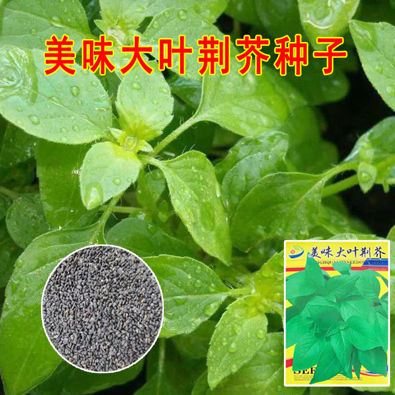 大叶荆芥种子荆芥菜种籽河南荆芥家庭园艺种子