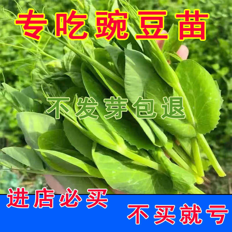 四季荷兰进口阳台盆栽豆青菜秧苗