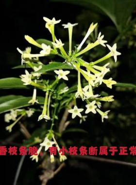 好养易活阳台老桩夜来香