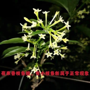 夜来香花树苗盆栽植物好养易活开花植物花卉独杆老桩阳台庭院