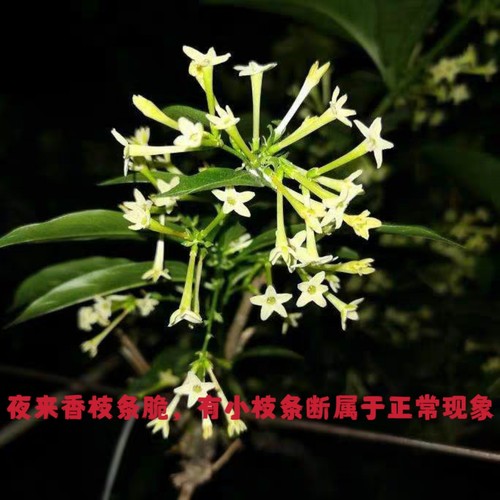 好养易活阳台老桩夜来香
