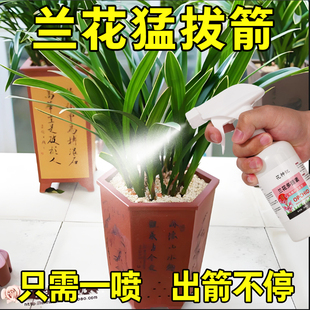 兰花专用营养液兰灵王专用肥料杀菌君子兰兰陵王多箭素微生物菌剂