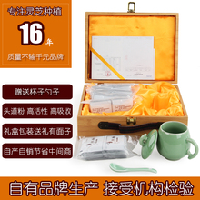 龙泉灵芝孢子粉250g正品 非长白山送父母老人补品养生营养品礼盒
