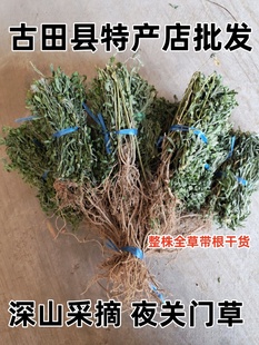 野生夜关门草 中草药材铁扫帚 绢毛胡枝子整株全草带根纯天然晒干