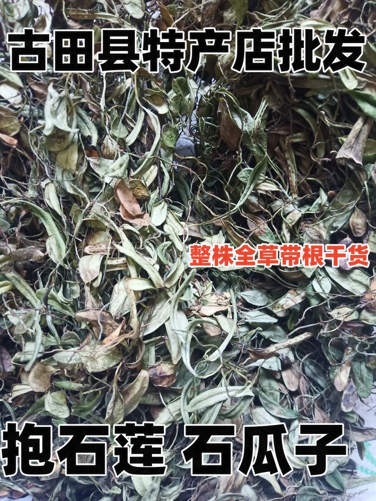 抱石莲 石瓜子 抱树莲 飞连草 石仙桃瓜子金鱼鳖草中草药全草干货