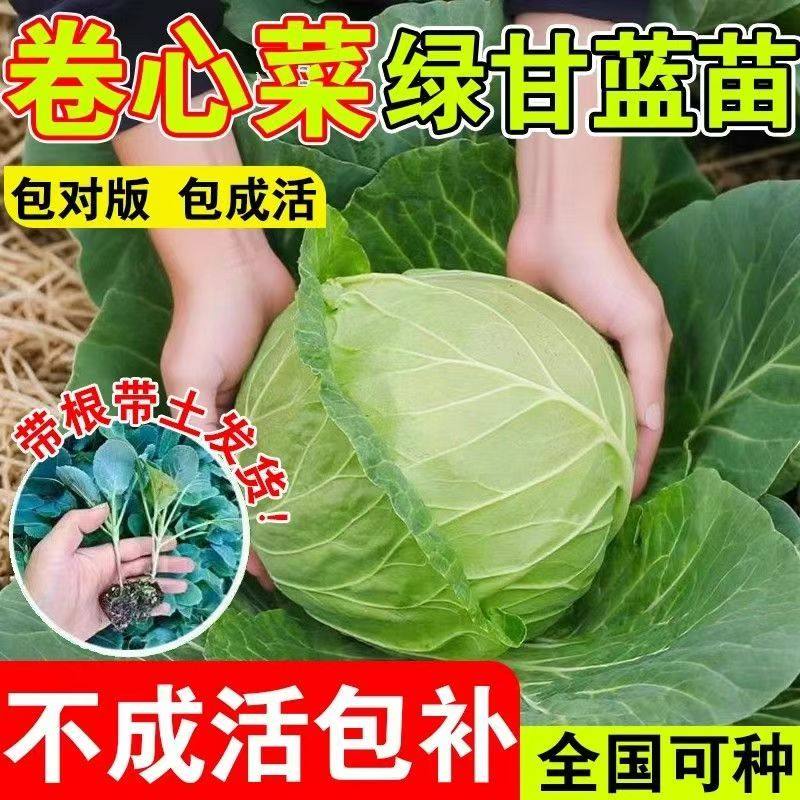 耐寒卷心菜绿甘蓝秧苗圆甘蓝紫甘蓝种苗秋冬种植蔬菜露天阳台盆栽,鲜花速递/花卉仿真/绿植园艺,种苗/半成品盆栽,淘宝优惠券,粉丝福利购,淘宝优惠卷