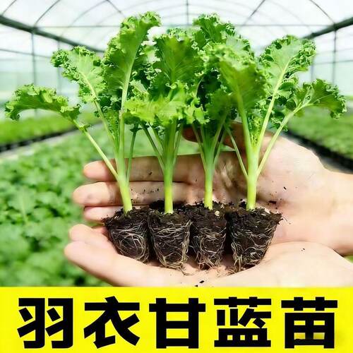 秋冬耐寒高产可食羽衣甘蓝秧苗