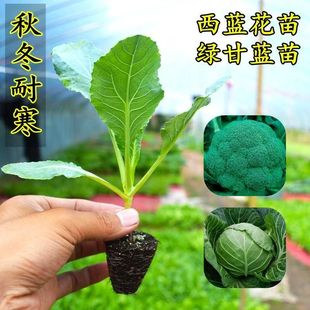 西兰花秧苗花菜苗西兰花苗秧菜苔秧苗盆栽绿甘蓝白花菜耐寒蔬菜苗