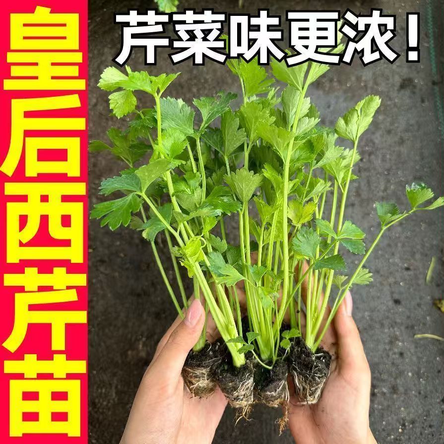 法国皇后芹菜苗秧苗种苗四季