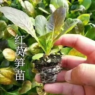 香脆红皮紫叶莴笋苗穴盘带土秧苗青皮莴苣秧苗露地秋冬耐寒蔬菜苗