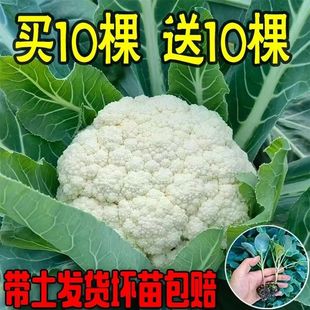 青梗有机花菜秧苗耐寒过冬蔬菜苗白菜花幼苗带土发松花菜苗花椰菜