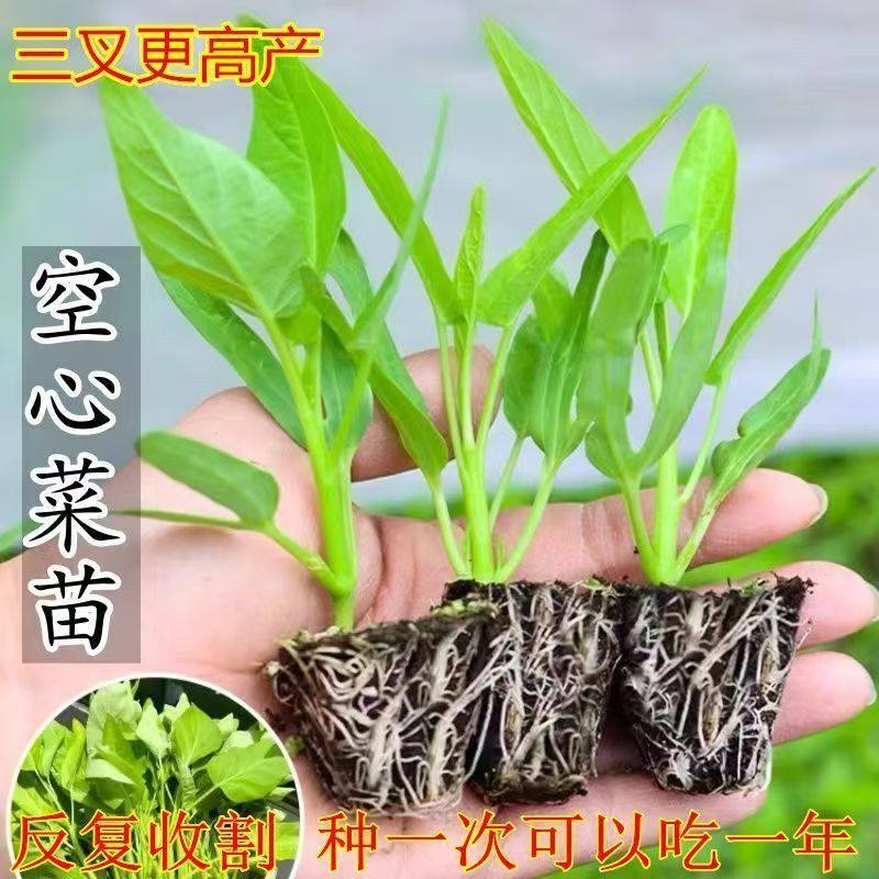 空心菜苗三叉柳叶空心菜秧通心菜种苗高产反复采摘四季蔬菜苗盆栽