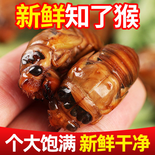 新鲜野生大金蝉活体速冻100只
