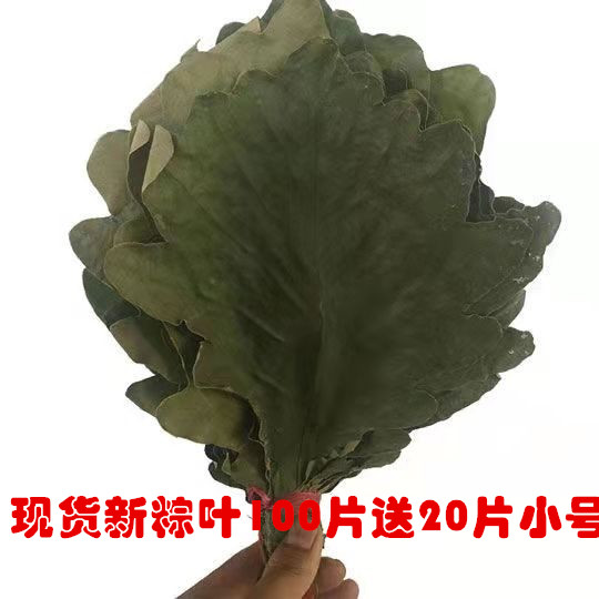 山东五莲干粽叶精选粽叶野生大槲叶新鲜晾干包粽子胡叶玻璃桲椤叶