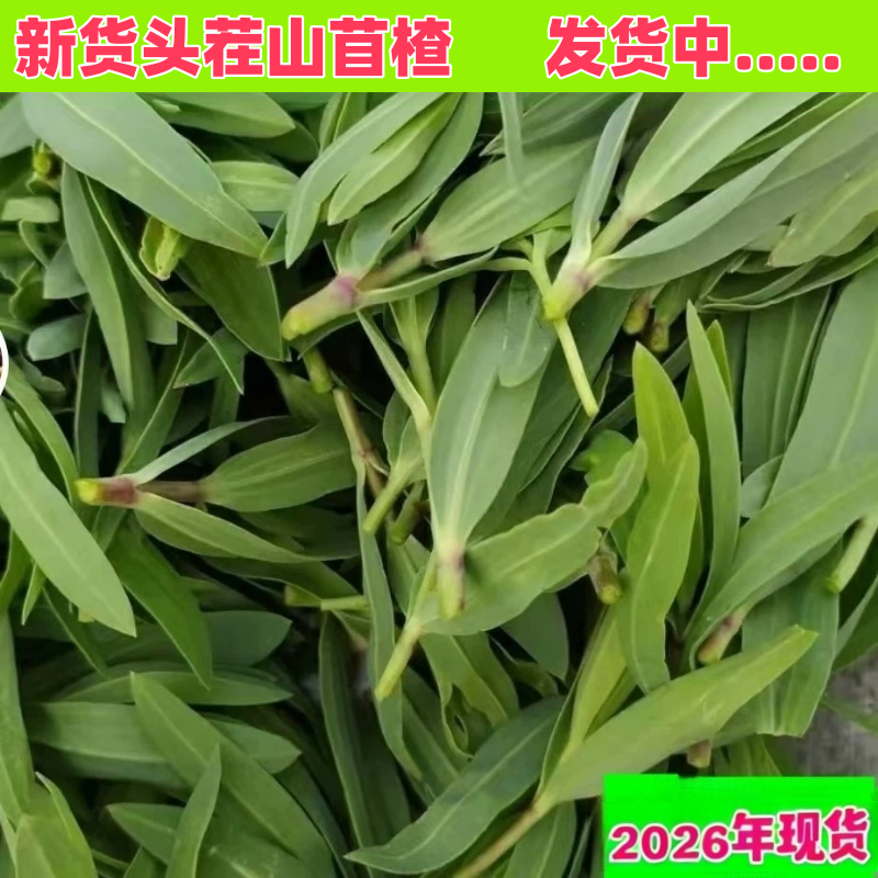 头茬山苜楂菜山东山菜蚂蚱菜山麻扎杂菜野生新鲜山麻楂新鲜5斤包