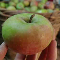 山东五莲国光苹果正宗5斤新鲜应季鲜果农家自产酸甜老树国光孕妇