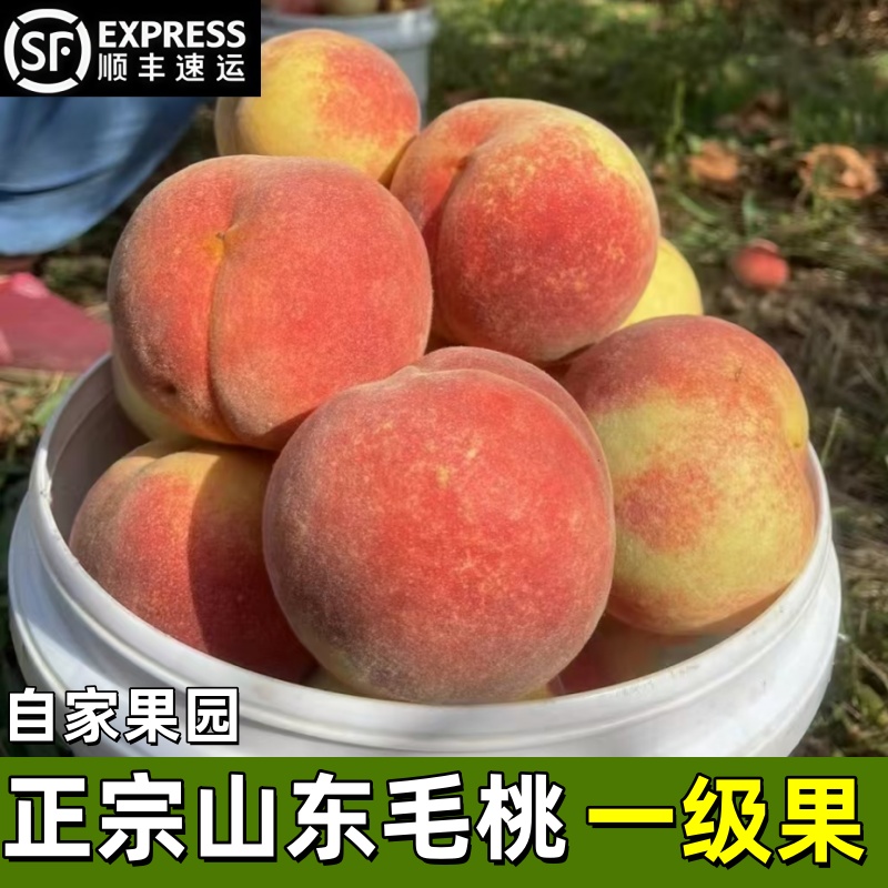 山东秋桃新鲜水果现摘桃子