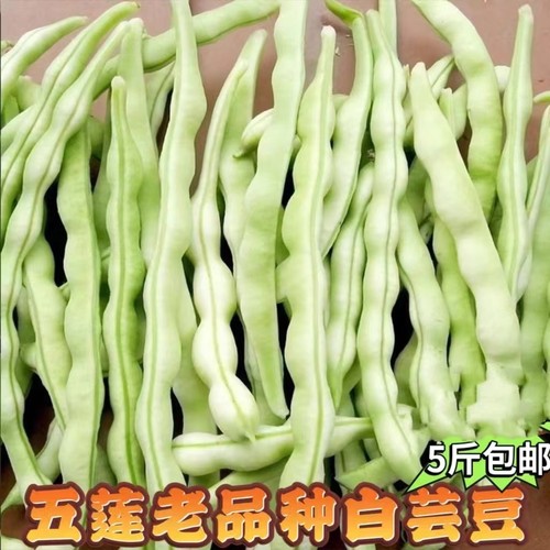 五莲芸豆角新鲜四季豆白豆角扁豆5斤包邮老来少山东豆角现摘蔬菜