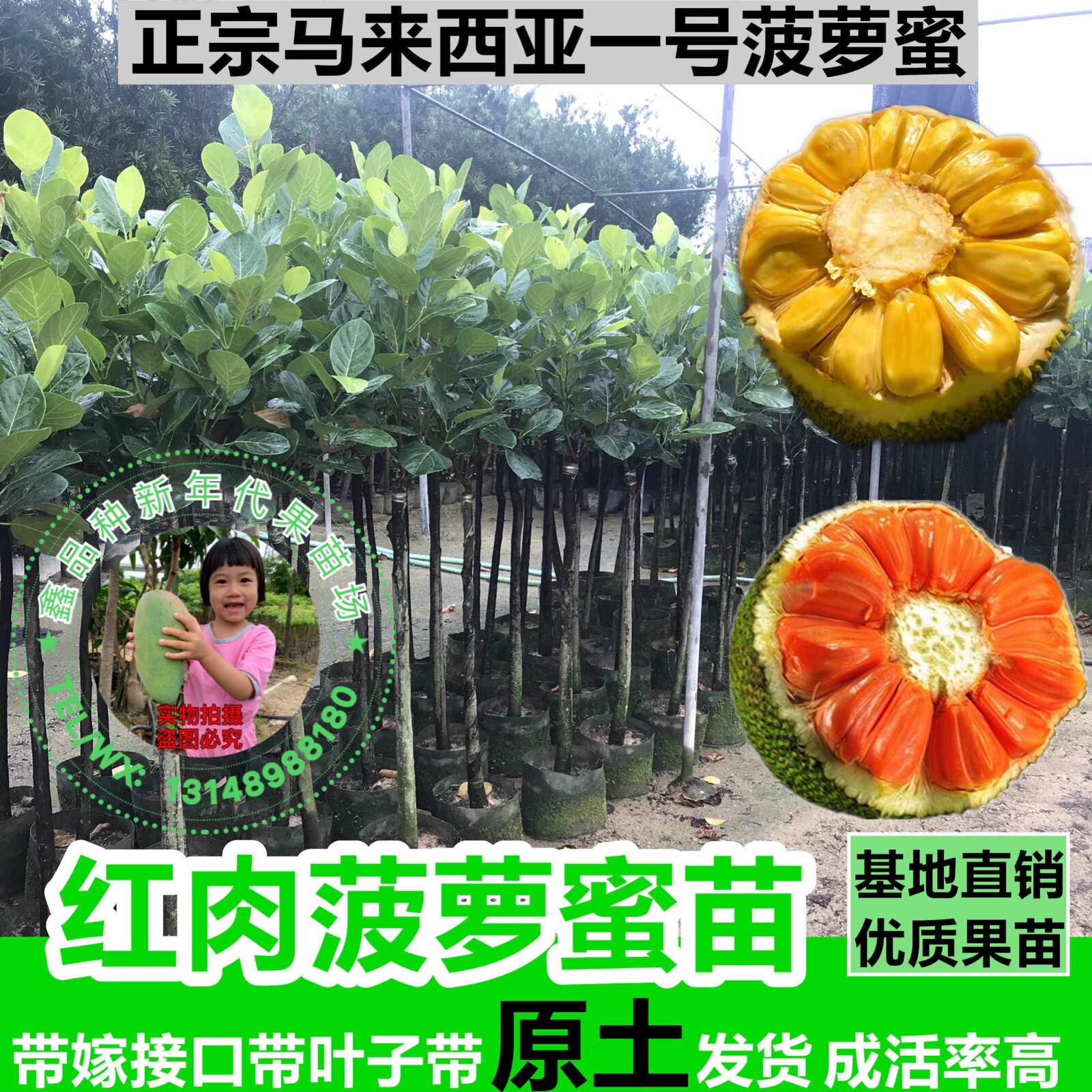 南方种植四季菠萝蜜泰国树苗