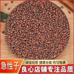 急性子中药材500克 凤仙花子 指甲花籽 正品新货精选急性籽药包邮
