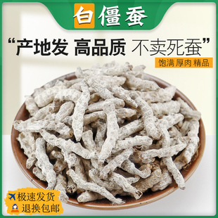 白僵蚕无硫中药材新货 正品白僵蚕 姜蚕 天虫 白僵虫 500g包邮