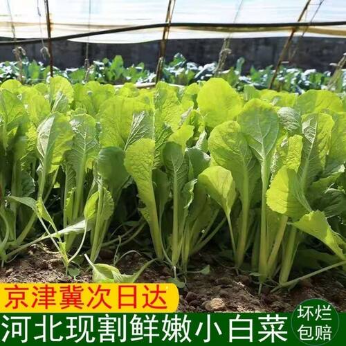 新鲜蔬菜小白菜农家自种现摘现发