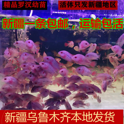 新疆马骝金花红德萨包邮观赏鱼