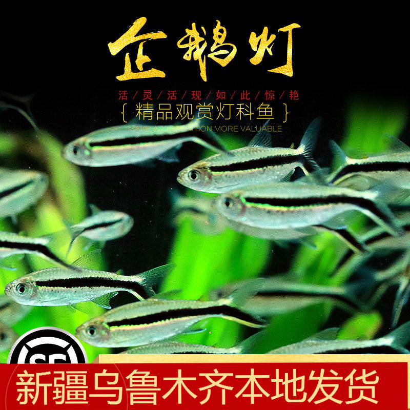 企鹅灯鱼拐棍皮球鱼水草缸热带观赏群游鱼小型新手入门淡水鱼活体