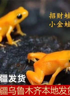 招财小青蛙鱼缸深水好养耐活观赏