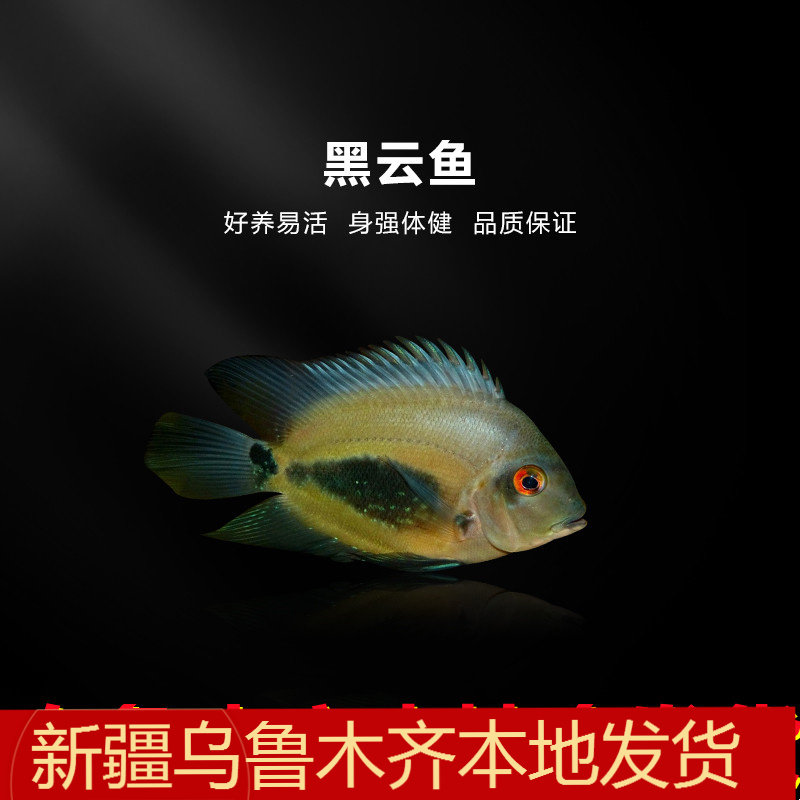 新疆热带鱼观赏鱼黑色风水鱼热带鱼黑云鱼大吉大利黑色鱼镇缸包邮