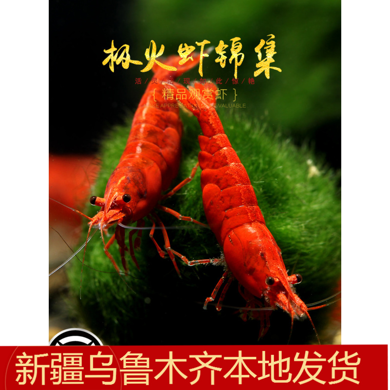 极火虾观赏淡水虾火焰红烤漆无缝急火除丝藻樱花工具宠物草缸米虾