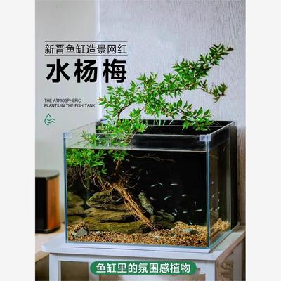新疆顺丰直发水杨梅水培鱼缸造景老桩水草植物水陆缸植物四季常青