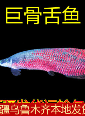 巨骨舌鱼大型凶猛鱼淡水肉食鱼