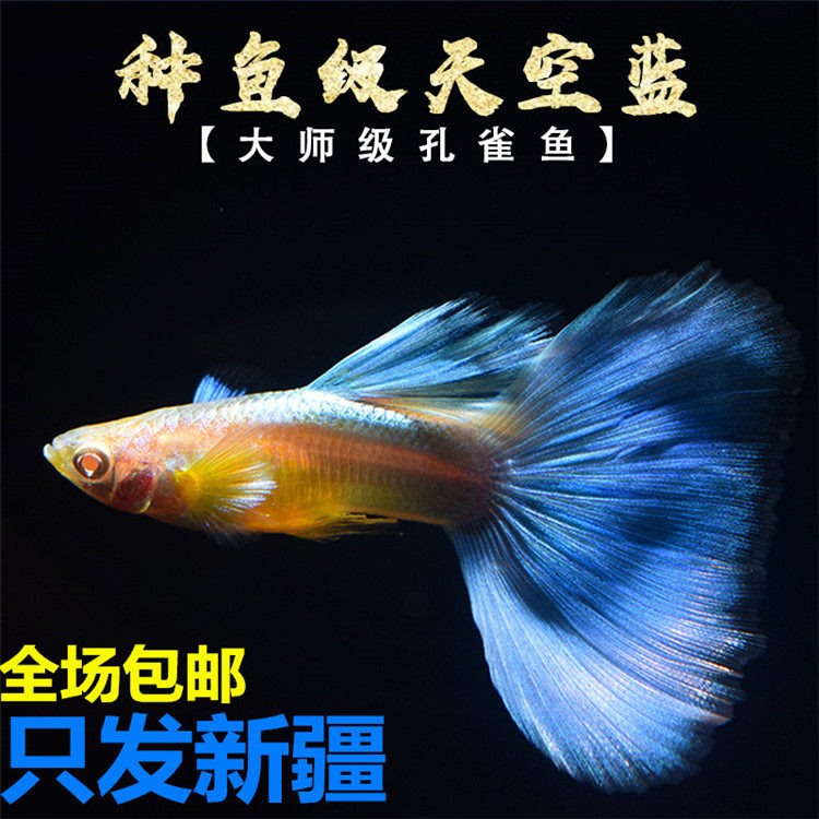 新疆观赏天空蓝孔雀鱼缎带兰草纯种小型好养宠物大孕母鱼活体包邮属于什么档次？