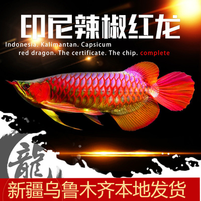 印尼红龙鱼活体超血辣椒