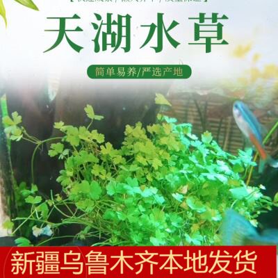天胡荽水草鱼缸天湖茜天湖葵地钱鱼缸前景草水下叶造景包邮水下叶
