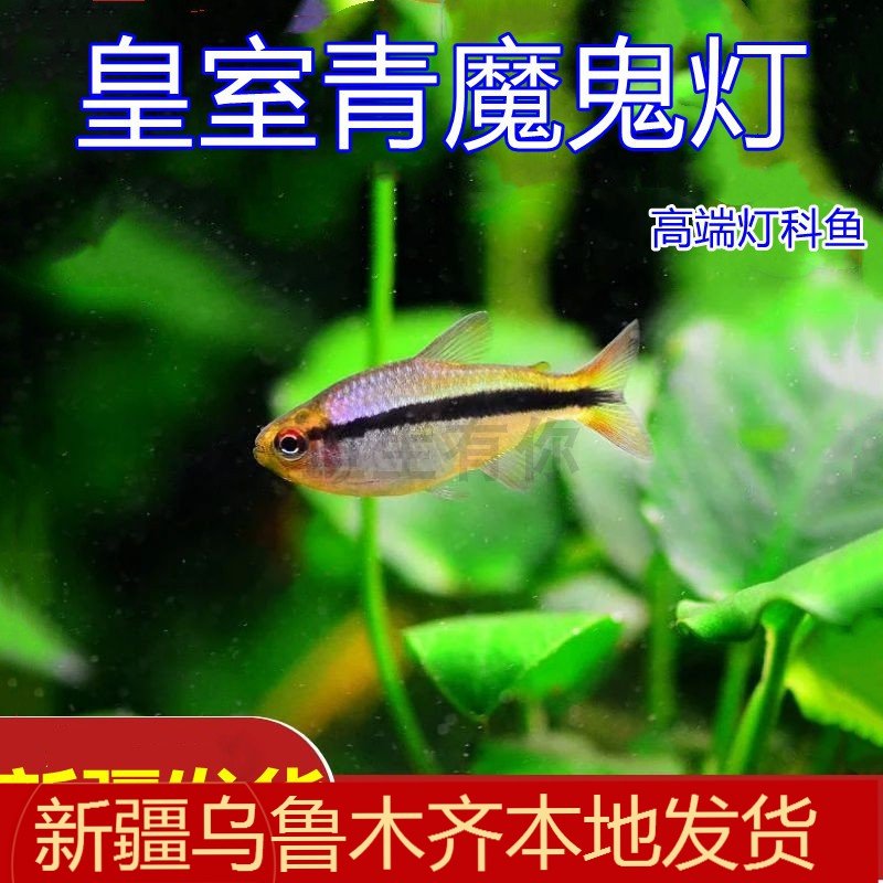 新疆观赏鱼皇室青魔鬼灯鱼活体鱼热带淡水草缸群游原生灯科鱼高端